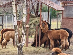Русские ламы фото